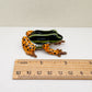 Rio Madeira Poison Dart Frog