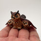 Wise Owl Family