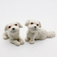 2 Shih Tzu