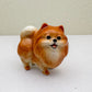 Orange Pomeranian