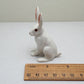 Alert-Eared Sitting Hare