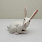 Alert-Eared Hare