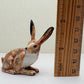 Alert-Eared Hare