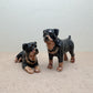 Rottweiler Family