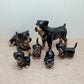 Rottweiler Family