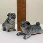 Sleek Black Pugs