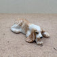 Sleeping Cocker Spaniel