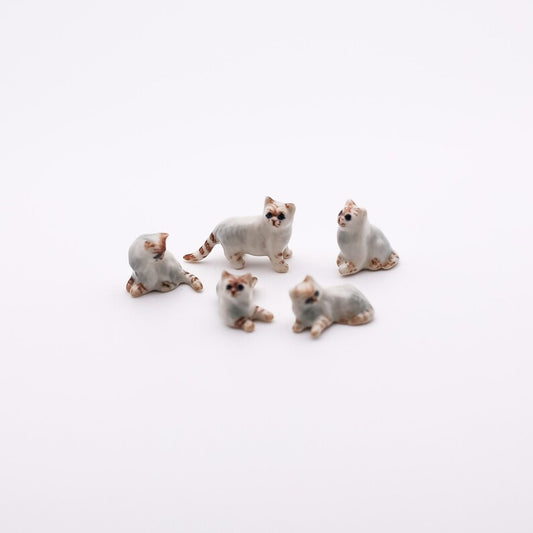 5 Tiny Persian Cats