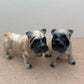 2 Shar Pei