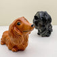 Long-Haired Dachshund
