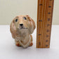 Charming Dachshund