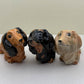 Charming Dachshund