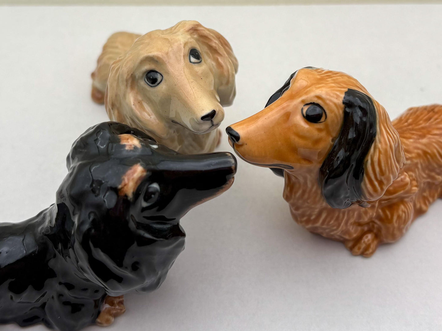 Charming Dachshund