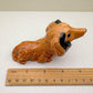 Charming Dachshund