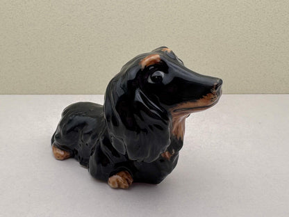 Charming Dachshund