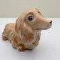 Charming Dachshund