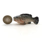 3 Grouper Fish Ceramic Figurines Miniature Statue