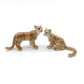 Puma Pair