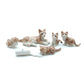 5 Tabby Kitten Cats with Milk Bottle