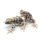 2 Brown Forest Mating Frogs