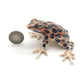 2 Brown Forest Mating Frogs