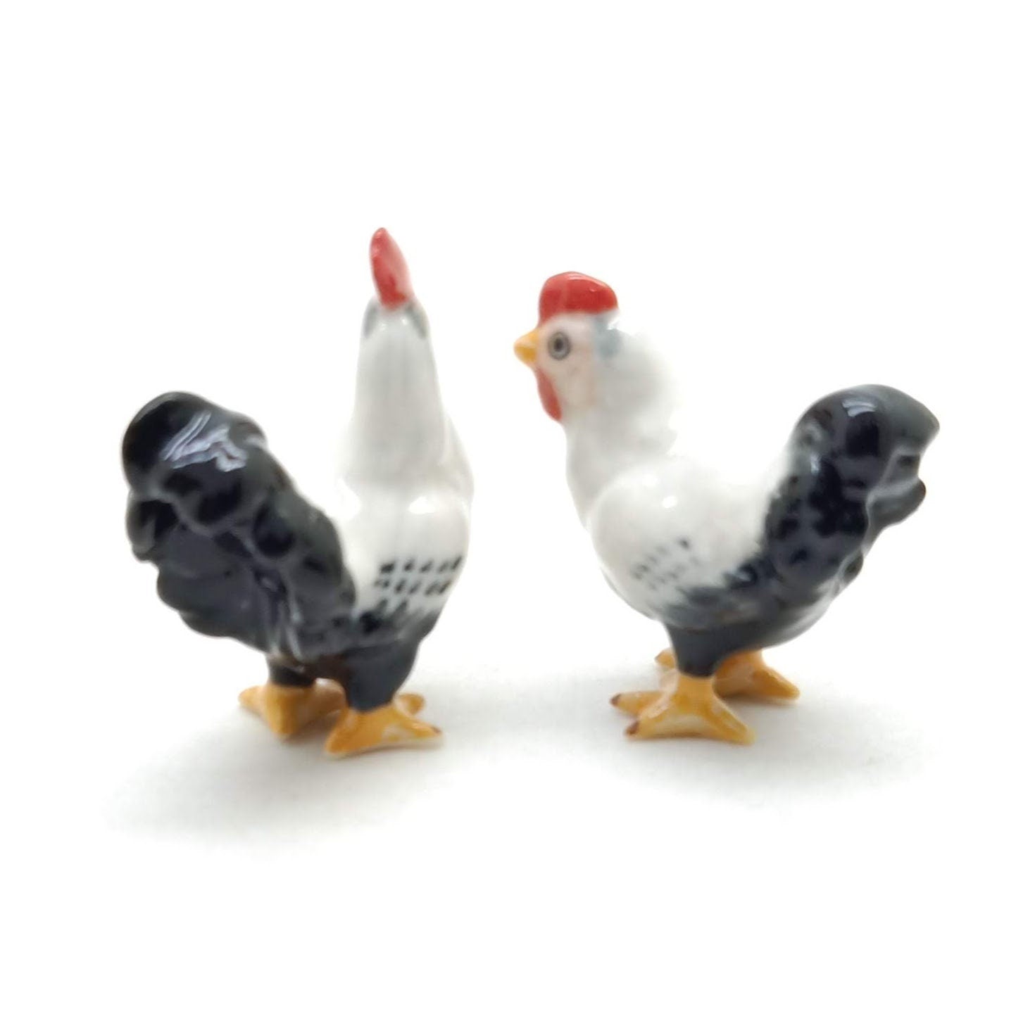 White Cock Rooster
