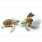 4 Sea Baby Turtles