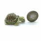 Set of 4 Turtles