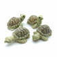 Set of 4 Turtles