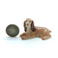 2 Brown Cocker Spaniel Dogs