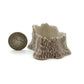 2 Hedgehog Porcupines with Tree Trunk