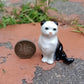 White Scottish Cat