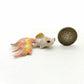 2 Telescope Eye Goldfish