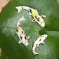 Tranquil Koi Trio