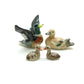 Mallard Duck Family