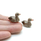 Mallard Duck Family