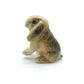 Mini Lop Rabbit