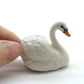 Swan
