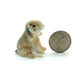 Mini Lop Rabbit