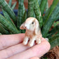 Mini Lop Rabbit