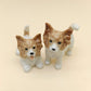 2 Long-haired Chihuahuas