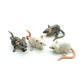 2 Rats