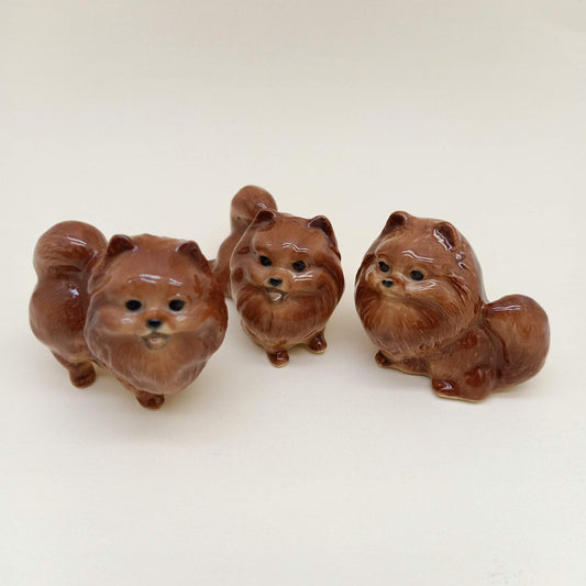 Rich Chocolate Brown Pomeranian