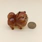 Rich Chocolate Brown Pomeranian