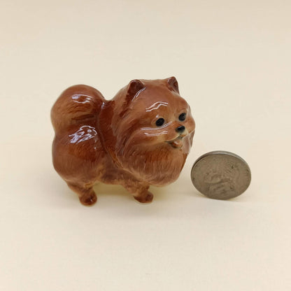 Rich Chocolate Brown Pomeranian