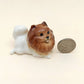 White Pom Pomeranian with Brown Head
