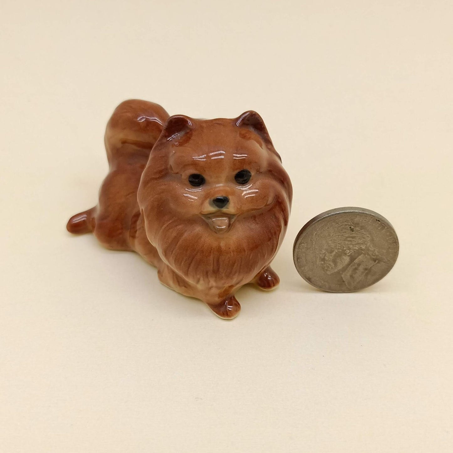 Rich Chocolate Brown Pomeranian
