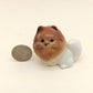 White Pom Pomeranian with Brown Head