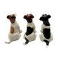 2 Jack Russell Terrier