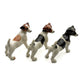 2 Jack Russell Terrier
